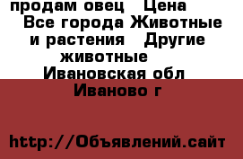  продам овец › Цена ­ 100 - Все города Животные и растения » Другие животные   . Ивановская обл.,Иваново г.